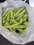 De eerste tuinbonen